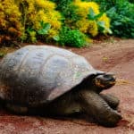 Tiere auf Galapagos auf dem Weg